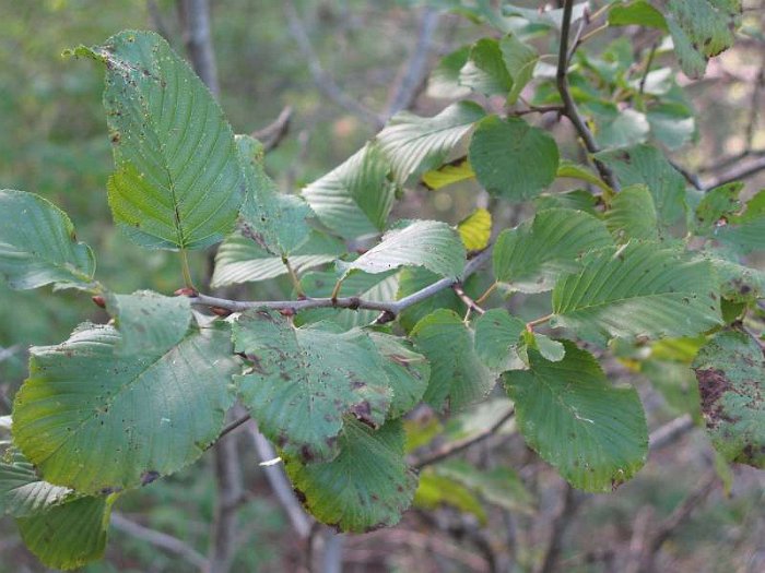 Rhamnus alpina subsp. alpina (2)